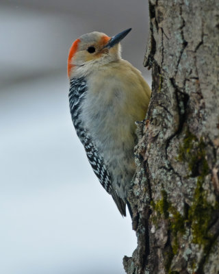 Red_Bellied_Woodpecker2-Female.jpg