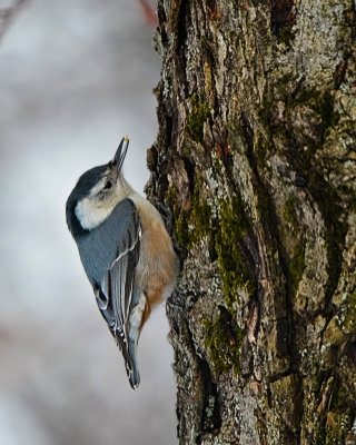White_Breasted_Nuthatch-1