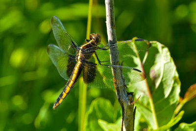 Dragonflies and Damsel Flies