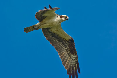 Young Osprey-5
