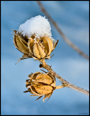 winter_plant_1-2.jpg