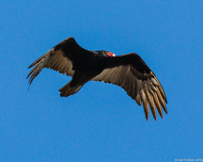 Turkey Vulture 2a