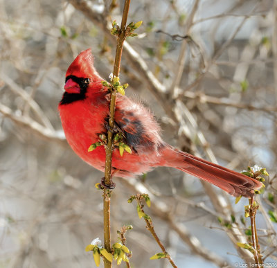 Male Cardinal in bush