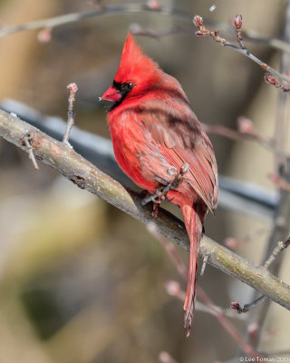 Male Cardinal in tree 2