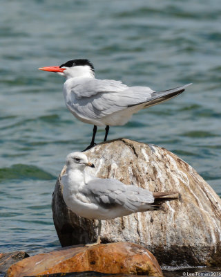 Tern and Gull