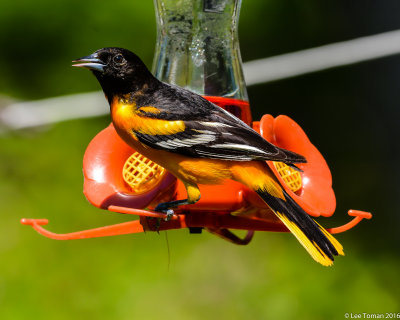 Male Baltimore Oriole on Feeder