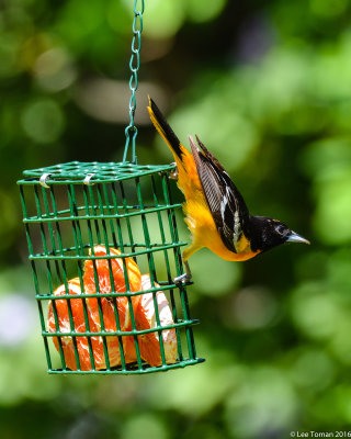 Male Baltimore Oriole on Suet Holder with Oranges