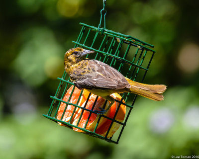 Female Baltimore Oriole on Suet Holder with Oranges