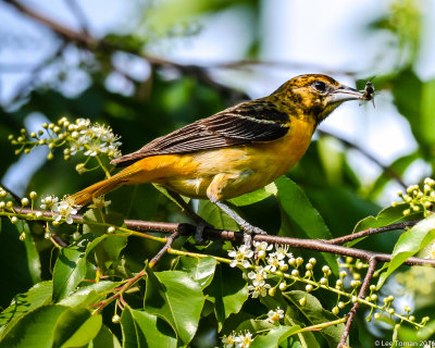 Female Baltimore Oriole with Insect