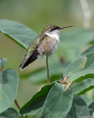 Male Ruby Throated Hummingbird-4