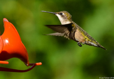 Male Ruby Throated Hummingbird-7