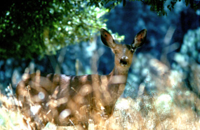 Yosemite Deer2