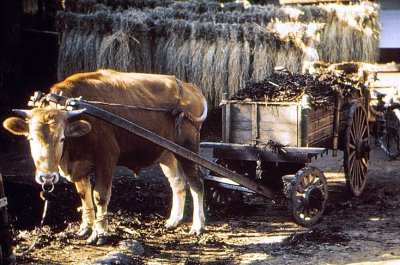 Japanese cattle cart