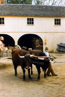 Old Sturbridge Village Ox and Wagon