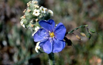 Blue Wild Flower