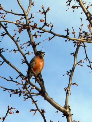 Robin in pear tree 5