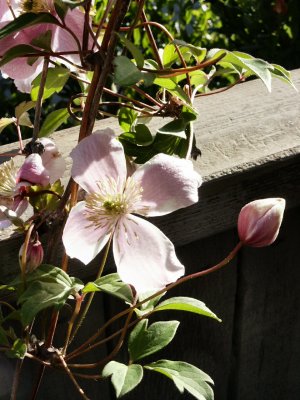Clematis against fence