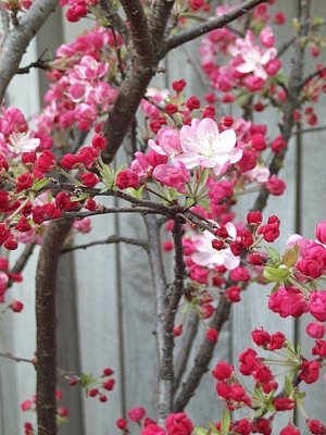 Crab Apple Blossums in the Spring