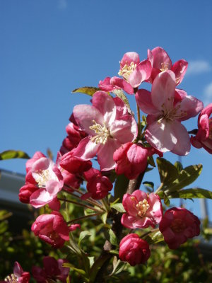 Crabapple-Blossums