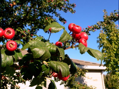 Hawthorne berries closeup