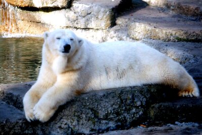 SF Polar Bear