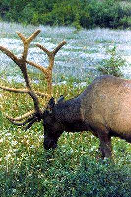 Jasper-Banff Hwy Elk-2