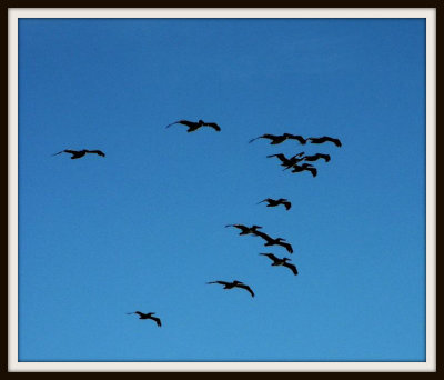 Pelicans at Brookings