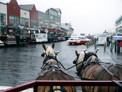 Horse drawn tour in the Alaska rain