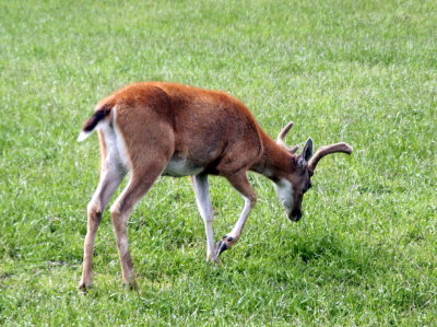 Young bull elk