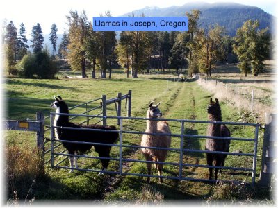 Joseph Llama Trio