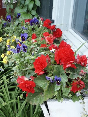 Quebec Tremblant Flower Box