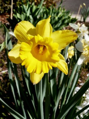 Daffodil-standing tall