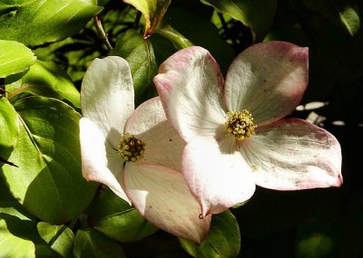Dogwood Twin Blosssoms