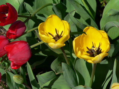 Two Yellow Tulips