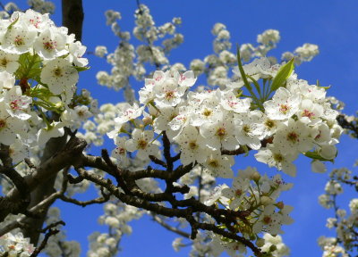 Artistic_april pear blossoms