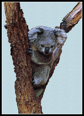 Artistic_Koala