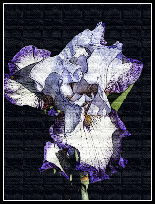 Artistic_Iris Blossom.JPG