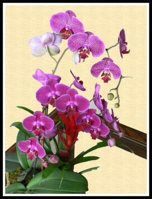 Artistic_Orchid