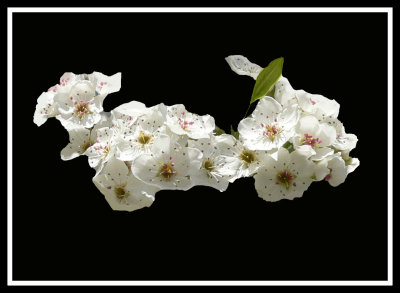 Artistic_April pear blossoms magic