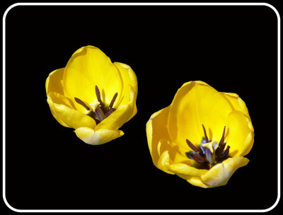 Artistic_Two Yellow Tulips