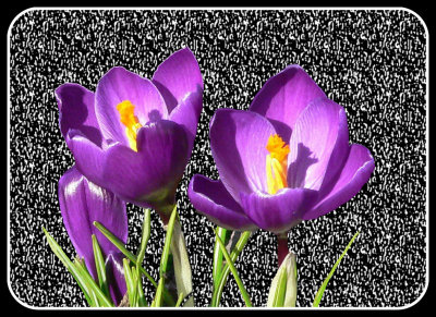 Artistic_Two Crocus Blossoms