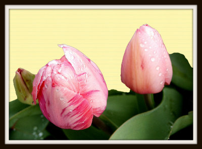 Artistic_Dew-covered new tulips