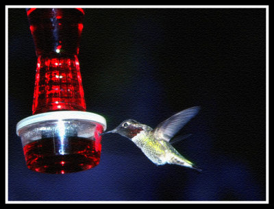 PDs hummingbird