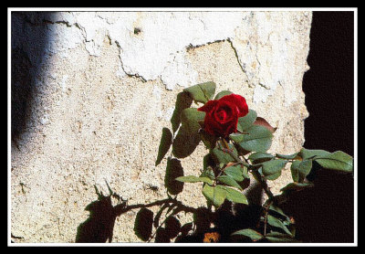 Mission wall and rose