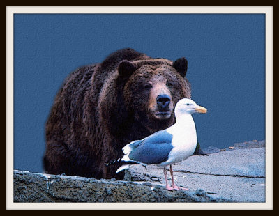 Brown Bear and Seagull distant friends