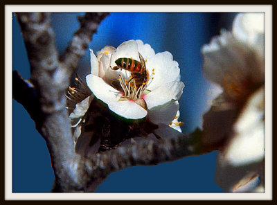 Bee in almond flower closeup