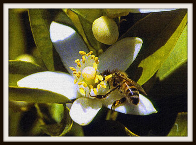 Bee sipping orange blossom