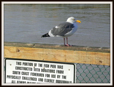 Senors Fishing Pier Greeter