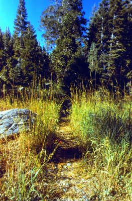 Gray Eagle Meadow Trail
