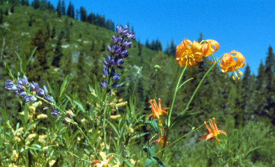 Mountain Lupine and Tiger Lilies